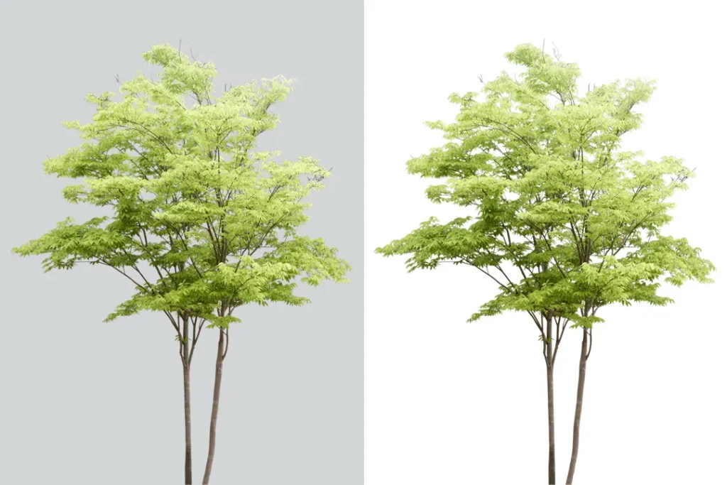 tree background removal clipping mask